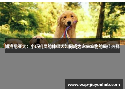 博洛尼亚犬：小巧机灵的伴侣犬如何成为家庭宠物的最佳选择